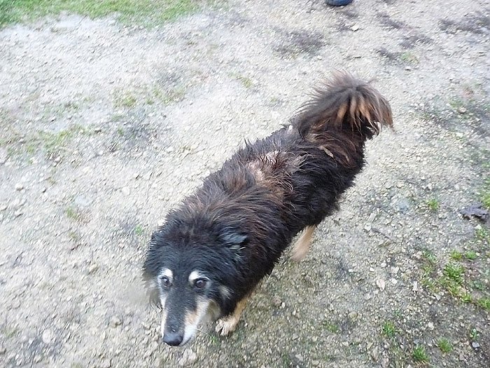Tibor (Foto: Karl-Heinz Herrmann)