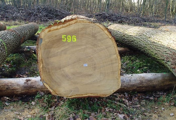 Ab nach Erfurt (Foto: Forstamt)