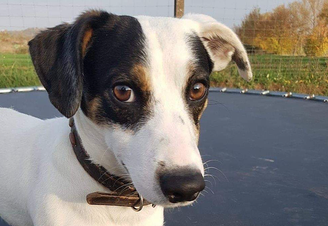 Tier der Woche: Vito (Foto: Tierheim Nordhausen) Tier der Woche: Vito (Foto: Tierheim Nordhausen)