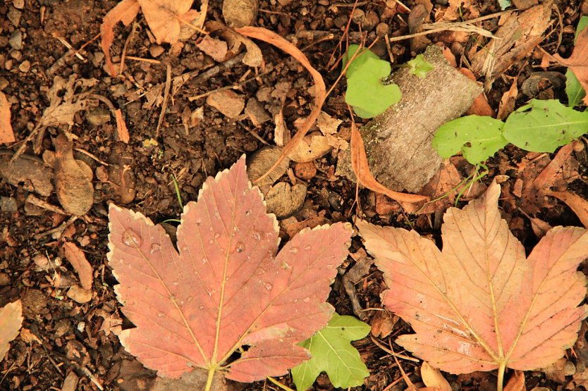 Wetterbild (Foto: Angelo Glashagel)