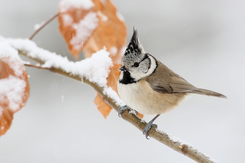 Die Stunde der Winterv&ouml;gel (Foto: NABU Th&uuml;ringen/Frank Derer)