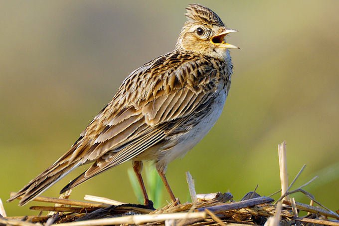 Vogel des Jahres: die Feldlerche (Foto: NABU) Vogel des Jahres: die Feldlerche (Foto: NABU)