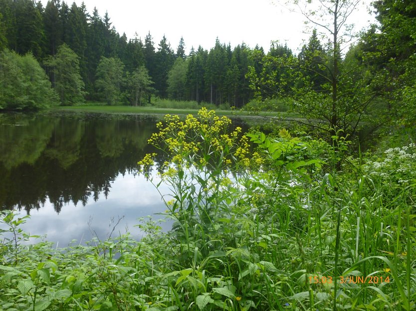 Ein einzelnes Exemplar des invasiven Neophyten hat sich den Stierbergteich bei Sophienhof zu seiner Heimat erkoren. Im Jahre 2014 hatte die Orientalische Zackenschote die naturnahe Ufervegetation noch nicht verd&auml;ngt (Foto: Bodo Schwarzberg)
