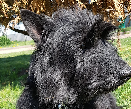 Tier der Woche: Bonnie (Foto: Tierheim Nordhausen) Tier der Woche: Bonnie (Foto: Tierheim Nordhausen)