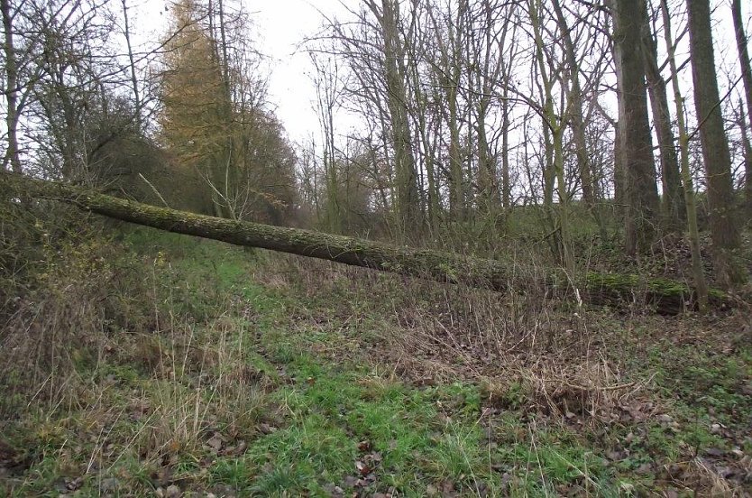G&uuml;nzerode (Foto: Kurt Frank)