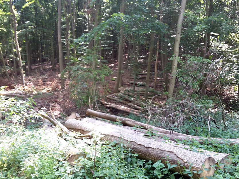 Stadtwald dieses Jahr im Plan (Foto: Karl-Heinz Herrmann)