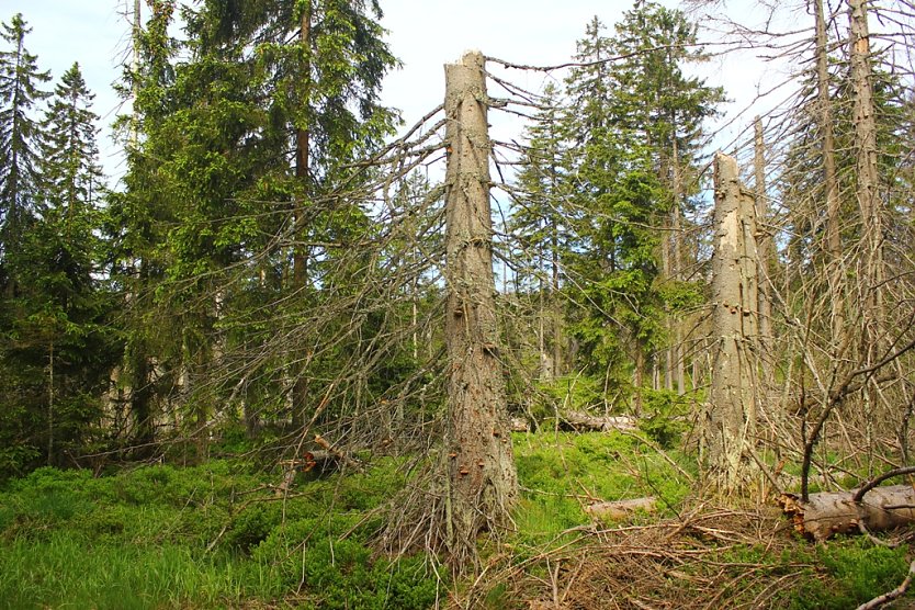 Waldwildnis im Nationalpark Harz (Foto: Oliver Kox)