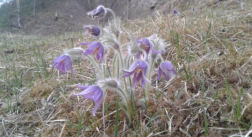 Kuhschelle (Foto: B.Schwarzberg)