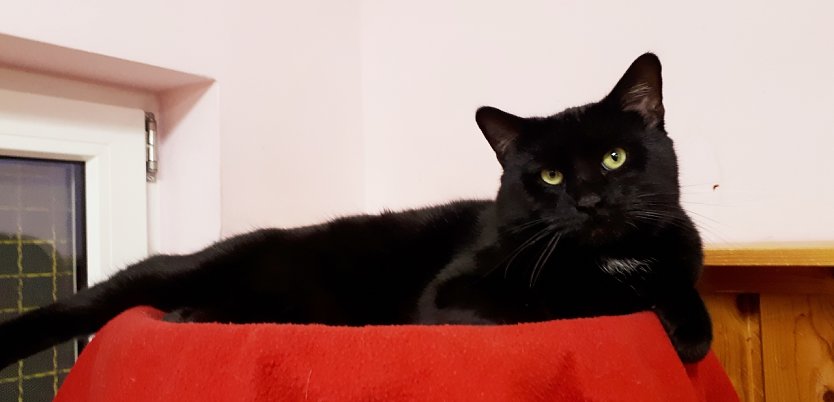 Johnny (Foto: Tierschutz Nordhausen)