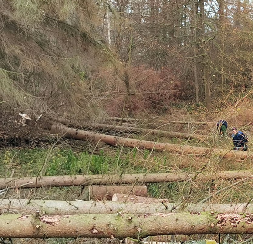 Trockensch&auml;den beseitigt (Foto: K.-H. K&auml;mmerer)