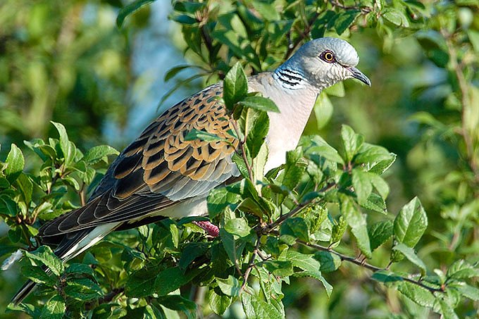 Der Vogel des Jahres 2020: die Turteltaube (Foto: NABU, Manfred Delpho) Der Vogel des Jahres 2020: die Turteltaube (Foto: NABU, Manfred Delpho)