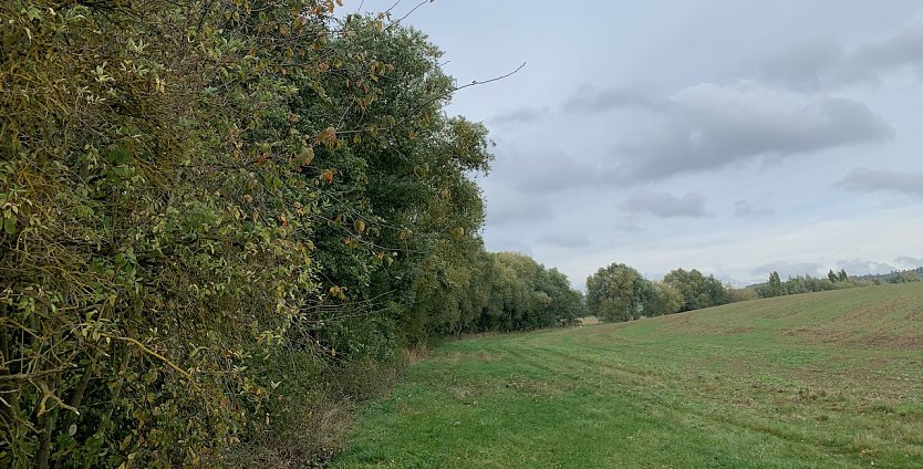 Wetter (Foto: oas)