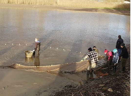 Schlechte Karten f&uuml;r die Kr&ouml;ten (Foto: Klaus Schulz)