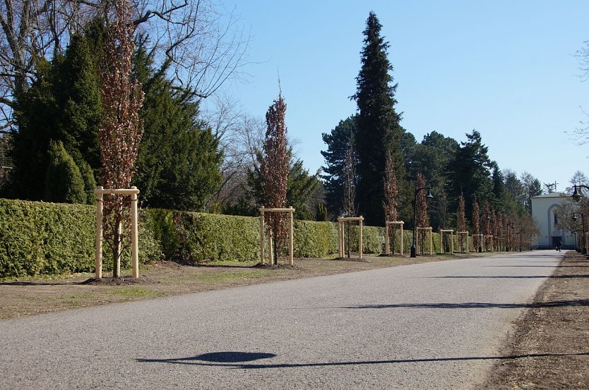 S&auml;uleneichen am neuen Friedhof (Foto: Stadtverwaltung M&uuml;hlhausen)