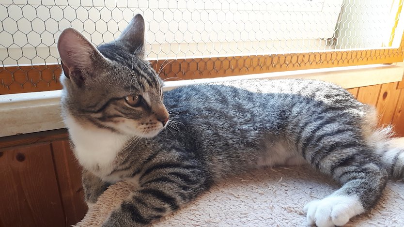 Schmusekter (Foto: Tierschutz NDH)