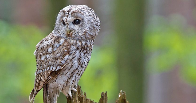 Waldkauz (Foto: NABU Marcus Bosch)
