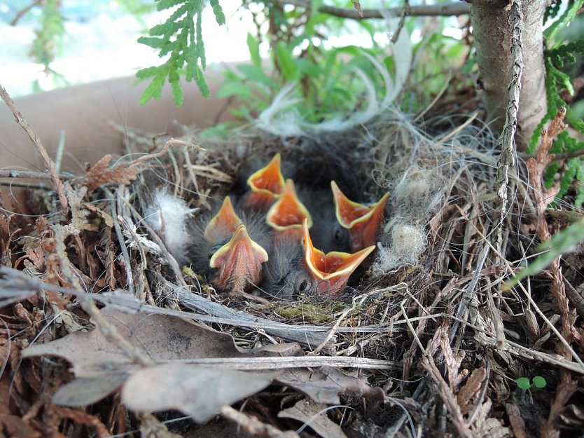 junge Bachstelzen (Foto: Deutscher Tierschutzbund e.V.)