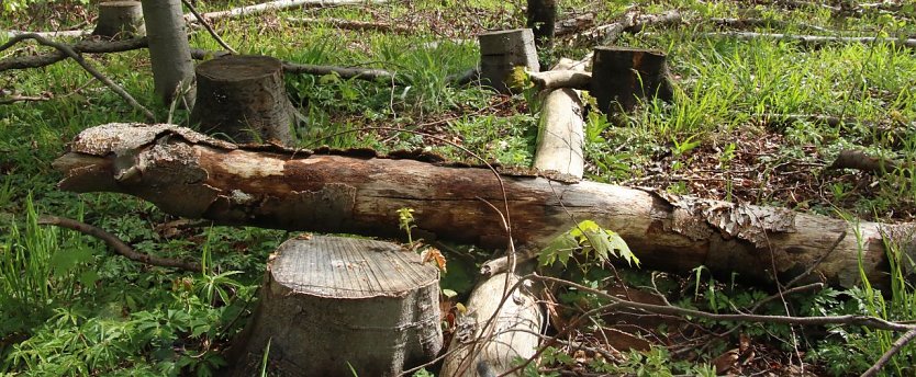 Wie steht es um die Wälder? (Foto: Angelo Glashagel) Wie steht es um die Wälder? (Foto: Angelo Glashagel)