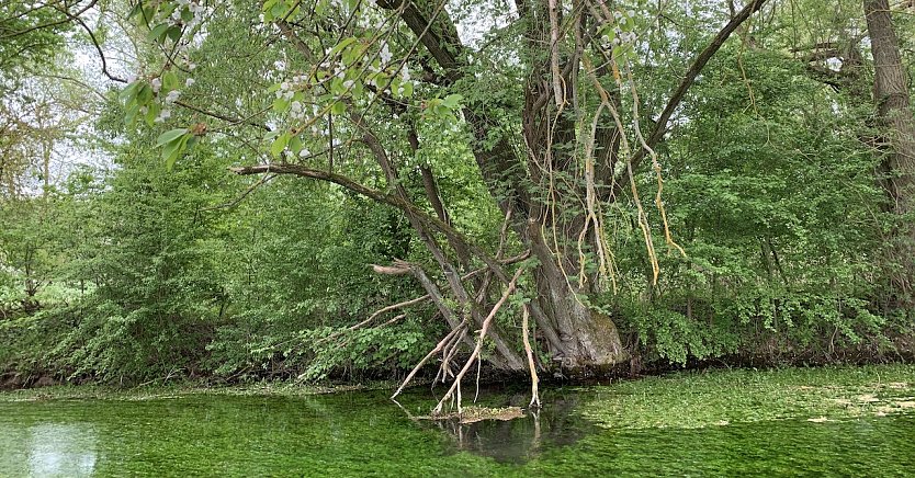 Wetter (Foto: oas)