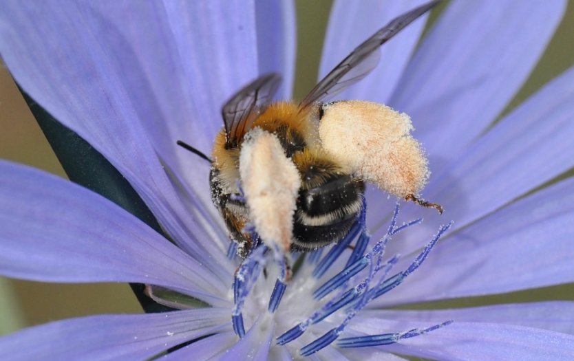 Braunbürstige Hosenbiene an einer Blüte (Foto: Hannes Petrischak) Braunbürstige Hosenbiene an einer Blüte (Foto: Hannes Petrischak)
