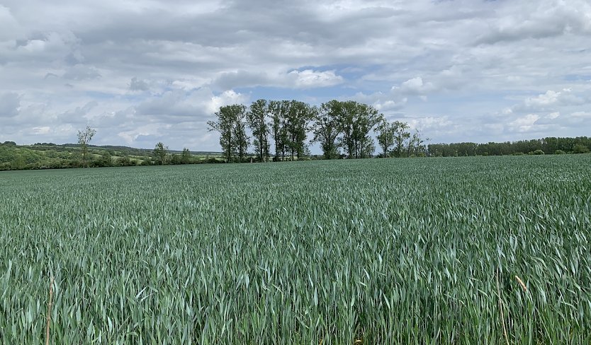 Windl&uuml;cke (Foto: oas)