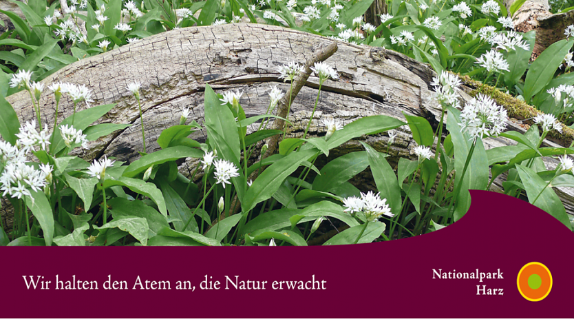 Nationalpark Harz - Tätigkeitsbericht 2019 erschienen (Foto: Nationalpark Harz) Nationalpark Harz - Tätigkeitsbericht 2019 erschienen (Foto: Nationalpark Harz)