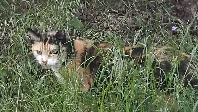 Landtagsabgeordneter Schard besucht und unterst&uuml;tzt Tierheim (Foto: privat)