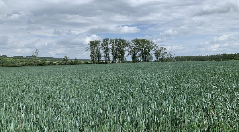 Windl&uuml;cke (Foto: oas)