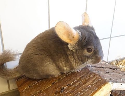 Chinchilla (Foto: S.M&uuml;hle)
