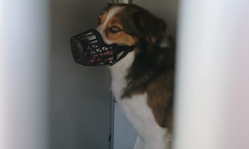 Dieser Bordes-Collie wR auf der A71 unterwegs (Foto: API)