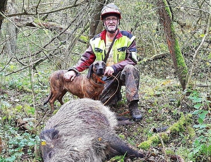 Ulrich Tischer ist Obmann f&uuml;r Hundewesen der Kreisj&auml;gerschaft. Sein spezielles Fachgebiet ist die Ausbildung von Jagd- und Schwei&szlig;hunden f&uuml;r J&auml;ger aus nah und fern. Aufgabe eines Schwei&szlig;hundes ist es, angeschossenes Wild schnell aufzusp&uuml;ren. Auf dem Bild war es ein verletzter Keiler, den Tischers H&uuml;ndin ausmachte. Ein Fangschuss besiegelte sein Schicksal, (Foto: privat)
