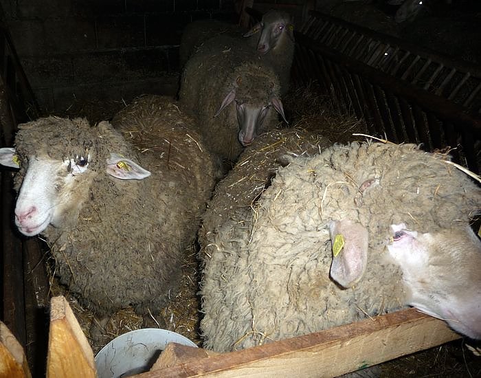 Schafe besucht (Foto: D. Praetorius)