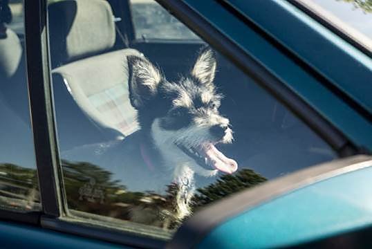 Keinesfalls sollten Tierhalter ihre Gef&auml;hrten bei Hitze im Auto zur&uuml;cklassen. Schon nach k&uuml;rzester Zeit kann ein lebensgef&auml;hrlicher Kreislaufkollaps drohen.  (Foto: Deutscher Tierschutzbund e.V.)