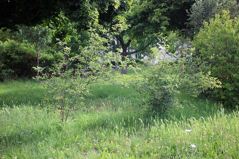 Felsenbirne, die verkannte bzw. vergessene Frucht (Foto: Karl-Heinz Herrmann) Felsenbirne, die verkannte bzw. vergessene Frucht (Foto: Karl-Heinz Herrmann)