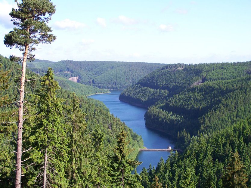 Ohrablick (Foto: Dr. Horst Spro&szlig;mann - Th&uuml;ringenForst)