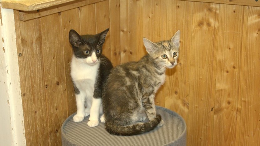 Kätzchen beim Tierschutz Nordhausen (Foto: Tierschutz Nordhausen) Kätzchen beim Tierschutz Nordhausen (Foto: Tierschutz Nordhausen)