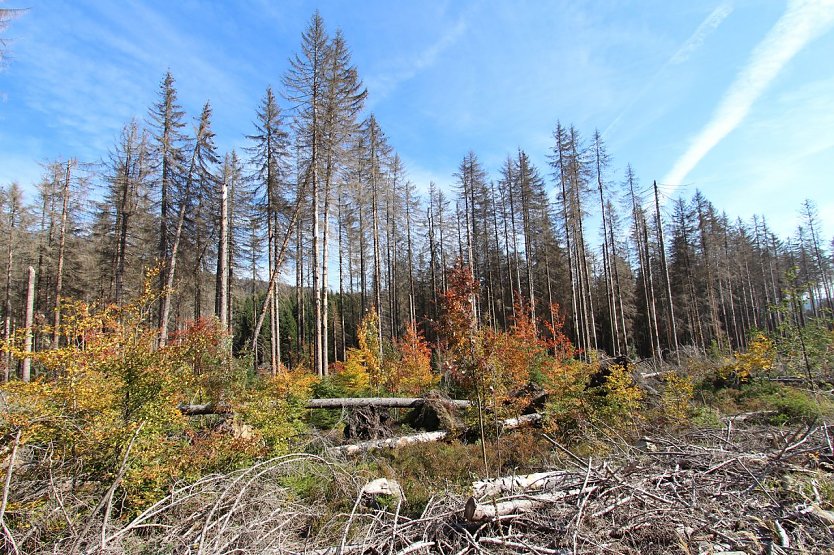 Junger Wald erobert an der Brockenstra&szlig;e den Waldrand nach Verkehrssicherung neu (Foto: Mandy Gebara)
