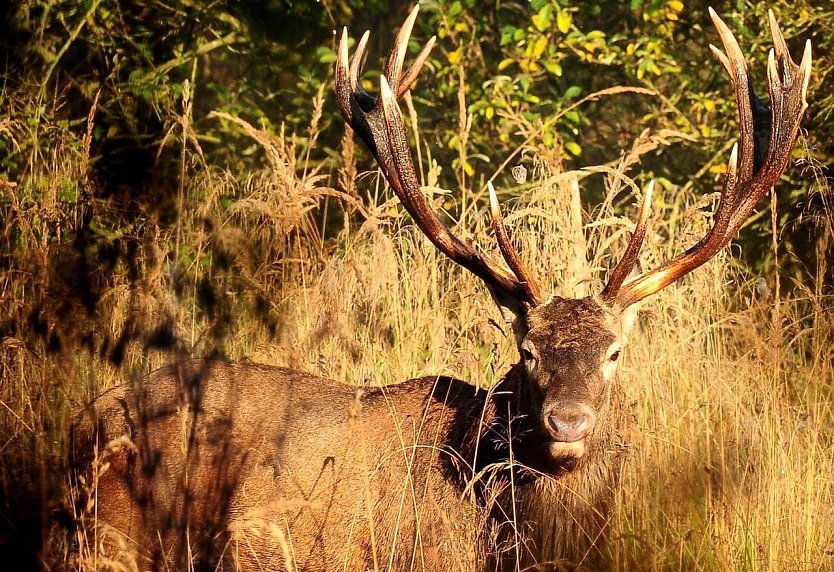 Ein echter Platzhirsch (Foto: Th&uuml;ringenForst)