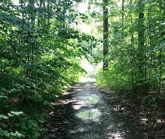 Der Stadtwald ist Thema einer Umfrage (Foto: Norbert Sondermann)