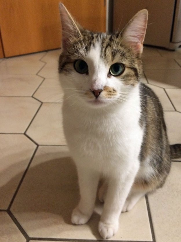 G E S U C H T !!! (Foto: privat)