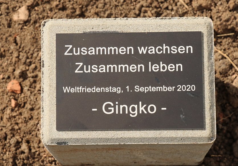 Ein Gedenkstein weist auf den Anlass der Pflanzung hin (Foto: oas)