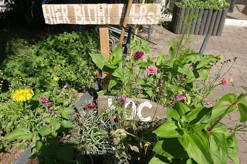 Es bl&uuml;ht im Wohngebiet! (Foto: HOC)