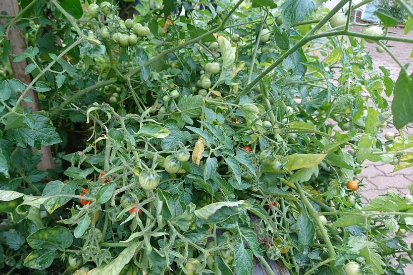 Es bl&uuml;ht im Wohngebiet! (Foto: HOC)