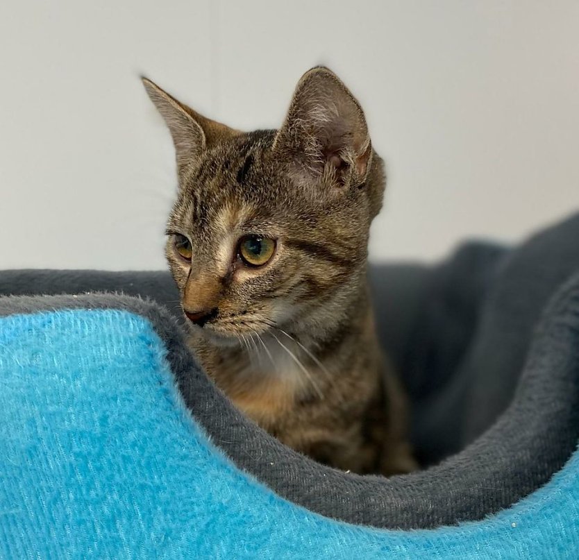 Tier der Woche: Timea (Foto: Tierheim Nordhausen)