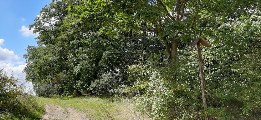 Vertrocknete B&auml;ume, B&auml;nke und mehr (Foto: Karl-Heinz Herrmann)