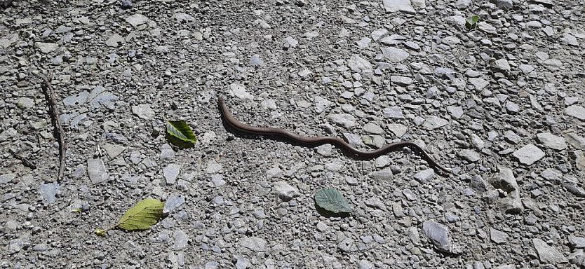 Vertrocknete B&auml;ume, B&auml;nke und mehr (Foto: Karl-Heinz Herrmann)