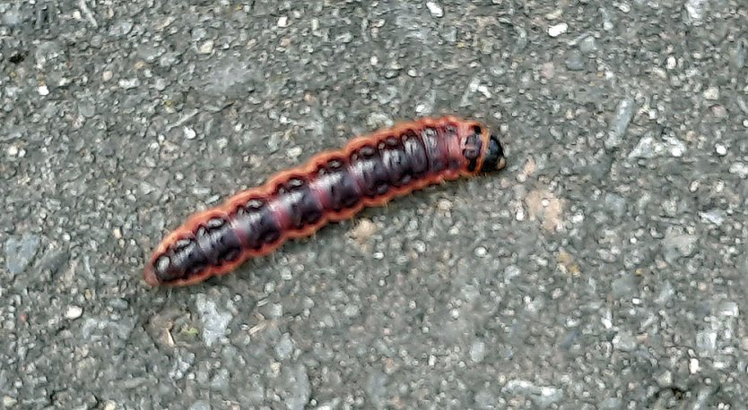 Wer kennt das Tier? (Foto: Karl-Heinz Herrmann)