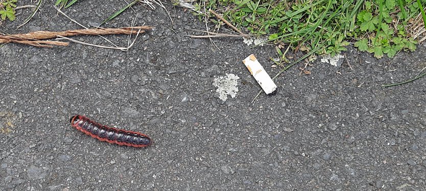 Wer kennt das Tier? (Foto: Karl-Heinz Herrmann)