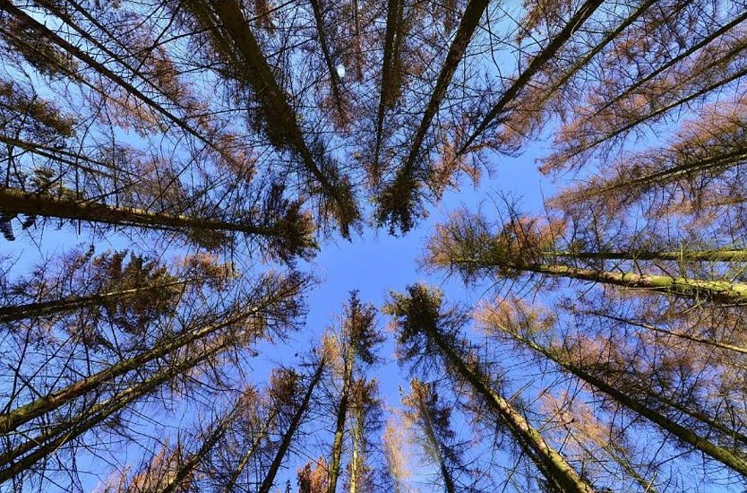 So werden einzelne B&auml;ume nicht zuf&auml;llig, sondern in Schw&auml;rmen besiedelt und so schnell zum Absterben gebracht. (Foto: Andreas Knoll)