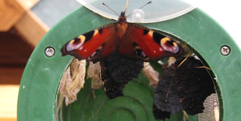 Geschl&uuml;pft (Foto: Ulrich Reinboth, Kelbra)